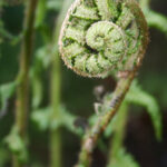 A photograph of a coiled fern sprout, dripping with dew.