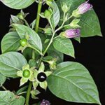 A photo of a belladonna plant, displaying purple flowers and black berries.
